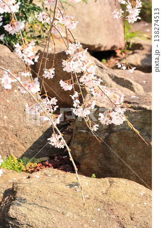 東京都府中市東郷寺のしだれ桜 東京都府中市東郷寺のしだれ桜 138274513