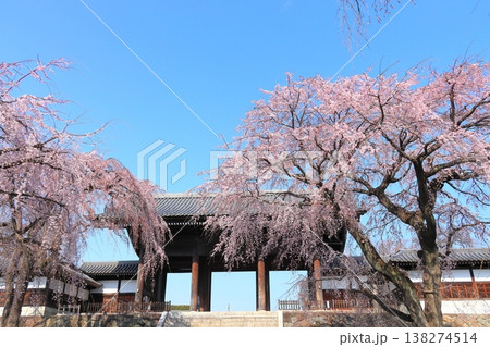 東京都府中市東郷寺のしだれ桜 138274514