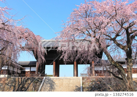 東京都府中市東郷寺のしだれ桜 東京都府中市東郷寺のしだれ桜 138274516