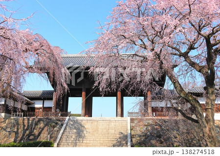 東京都府中市東郷寺のしだれ桜 東京都府中市東郷寺のしだれ桜 138274518