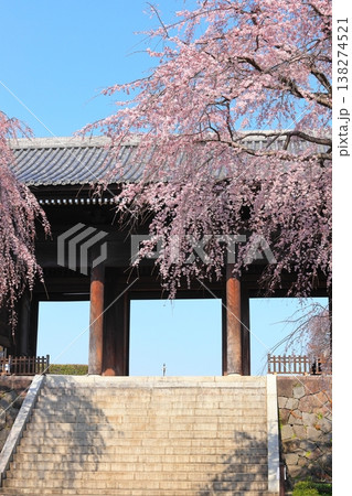 東京都府中市東郷寺のしだれ桜 東京都府中市東郷寺のしだれ桜 138274521