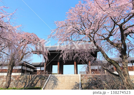 東京都府中市東郷寺のしだれ桜 東京都府中市東郷寺のしだれ桜 138274523