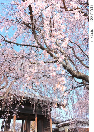東京都府中市東郷寺のしだれ桜 東京都府中市東郷寺のしだれ桜 138274533