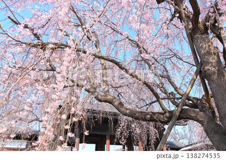 東京都府中市東郷寺のしだれ桜 東京都府中市東郷寺のしだれ桜 138274535