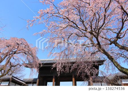 東京都府中市東郷寺のしだれ桜 東京都府中市東郷寺のしだれ桜 138274536