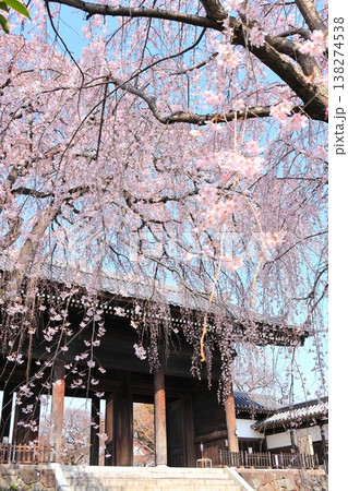 東京都府中市東郷寺のしだれ桜 東京都府中市東郷寺のしだれ桜 138274538