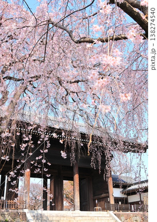 東京都府中市東郷寺のしだれ桜 138274540