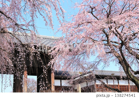 東京都府中市東郷寺のしだれ桜 東京都府中市東郷寺のしだれ桜 138274541