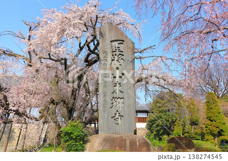東京都府中市東郷寺のしだれ桜 138274545