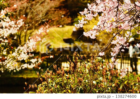 公園に咲いた枝垂れ桜とソメイヨシノ 公園に咲いた枝垂れ桜とソメイヨシノ 138274600
