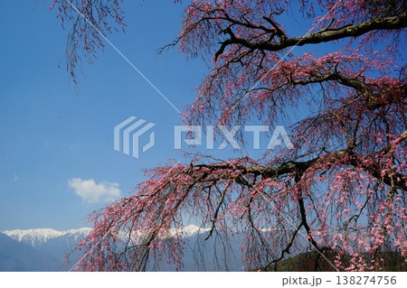 栖林寺の桜と中央アルプス 138274756