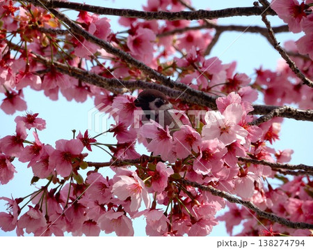 満開の桜とスズメ【桜素材】 138274794