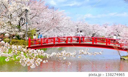 長野県臥竜公園　満開のさくらと赤い弁天橋 138274965