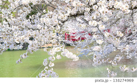 長野県臥竜公園　さくら満開の美しい風景 138274969