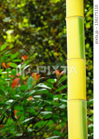 滋賀県草津市の「草津市立水生植物公園みずの森」では、紫陽花をはじめとする花や水鳥が生育していま。 滋賀県草津市の「草津市立水生植物公園みずの森」では、紫陽花をはじめとする花や水鳥が生育していま。 138275110
