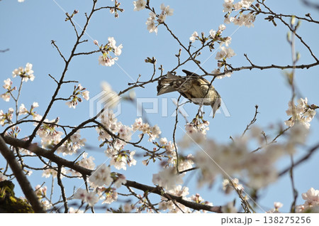 桜の枝にとまるヒヨドリと春の青空 桜の枝にとまるヒヨドリと春の青空 138275256