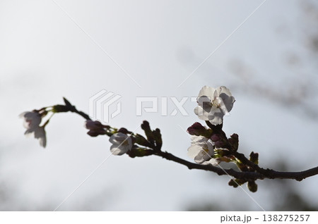 春の訪れを告げる桜のつぼみと花 春の訪れを告げる桜のつぼみと花 138275257