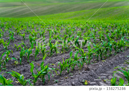 Young corn plants creating future crops, showing sustainable agriculture and thriving growth in an expanding green field with fertile soil and rolling hills in the background Young corn plants creating future crops, showing sustainable agriculture and thriving growth in an expanding green field with fertile soil and rolling hills in the background 138275286