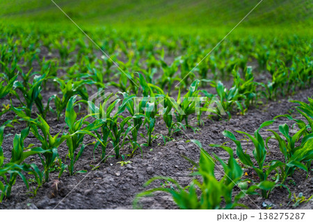 Green corn seedlings growing in rich dark soil, symbolizing sustainable agriculture, growth, food production, ecology, and a resilient harvest from fertile land Green corn seedlings growing in rich dark soil, symbolizing sustainable agriculture, growth, food production, ecology, and a resilient harvest from fertile land 138275287