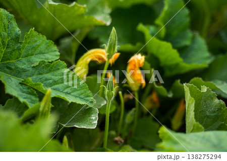 Zucchini plant growing in an organic vegetable garden with lush green leaves, bright yellow blossoms, and developing flower buds promising a bountiful harvest Zucchini plant growing in an organic vegetable garden with lush green leaves, bright yellow blossoms, and developing flower buds promising a bountiful harvest 138275294