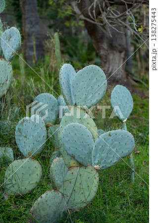 Prickly pear cactus pads displaying new growth and resilience in a natural outdoor environment, thriving among green grass and blurred trees 138275443