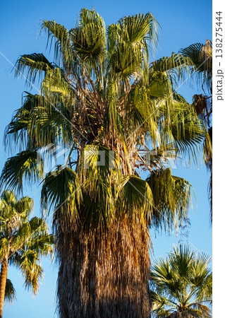 Palm fronds and rough trunk reaching for the clear blue sky, creating a vibrant tropical canopy, symbolizing summer vacation, nature beauty, and exotic destinations 138275444
