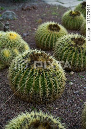 Golden barrel cacti growing in rows on dry, rocky terrain, illustrating desert flora, succulent plants, and their adaptability to harsh arid environments 138275445