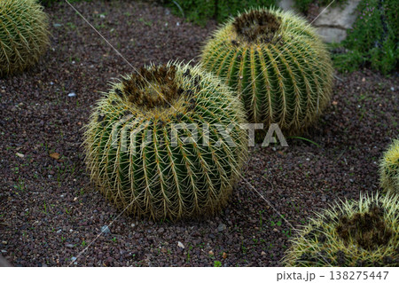 Golden barrel cacti growing in dark gravel, displaying round green bodies covered with sharp yellow spines, symbolizing survival and adaptation in a harsh ecosystem Golden barrel cacti growing in dark gravel, displaying round green bodies covered with sharp yellow spines, symbolizing survival and adaptation in a harsh ecosystem 138275447