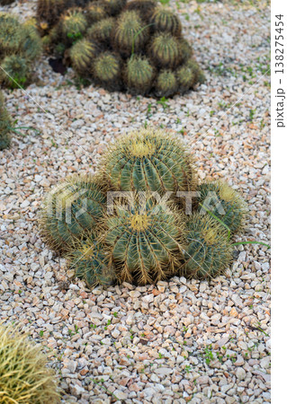 Golden barrel cacti in a xeriscape garden, their spherical forms and dense spines thriving among gravel and pebbles in a low-water, drought-tolerant landscape Golden barrel cacti in a xeriscape garden, their spherical forms and dense spines thriving among gravel and pebbles in a low-water, drought-tolerant landscape 138275454
