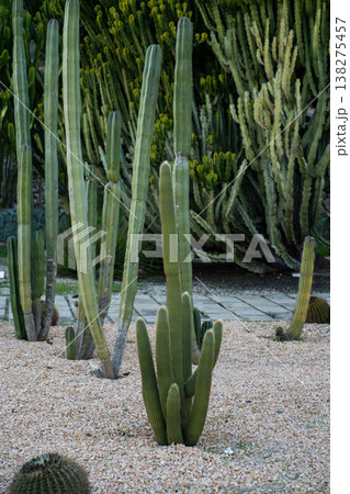 Diverse green succulents and tall columnar cacti are thriving in a well-maintained botanical garden, planted in light gravel, creating a beautiful display of desert flora Diverse green succulents and tall columnar cacti are thriving in a well-maintained botanical garden, planted in light gravel, creating a beautiful display of desert flora 138275457
