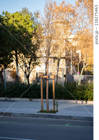 Young tree with bare branches finding new growth in an urban sidewalk pit, supported by wooden stakes, reflecting autumn changes and ongoing sustainability initiatives in the city 138275463
