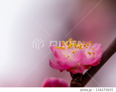 梅の花マクロ ピンクの一輪 梅の花マクロ ピンクの一輪 138275655