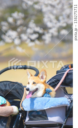満開の桜と笑顔のコーギー!春のお散歩を楽しむ犬のクローズアップ 満開の桜と笑顔のコーギー!春のお散歩を楽しむ犬のクローズアップ 138275711