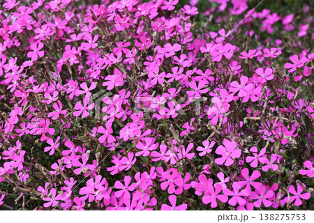 シバザクラ 138275753