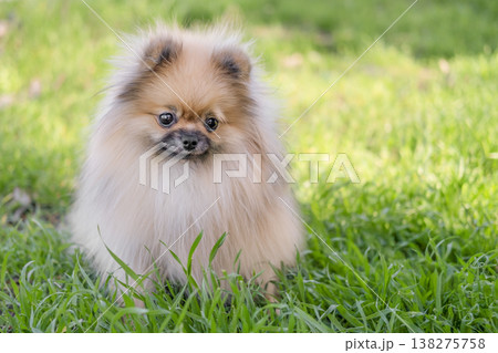A cute Pomeranian dog is walking on the green grass A cute Pomeranian dog is walking on the green grass 138275758