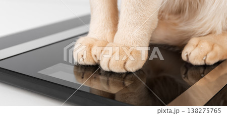 Cat paws on digital scale close up 138275765
