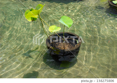 transparent water in a pond 138275806