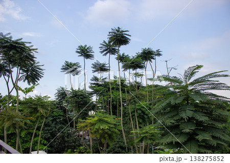 palm trees on the beach 138275852