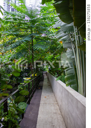 a wooden walkway in a garden 138275858