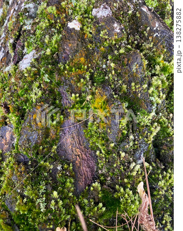 tree bark texture in forest tree bark texture in forest 138275882