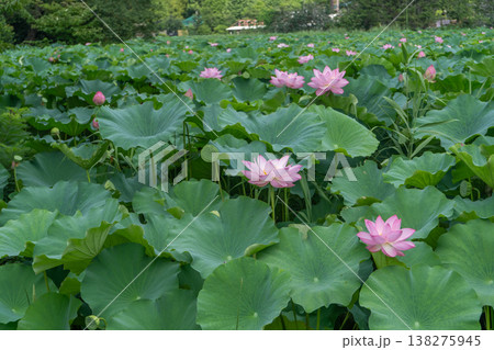 東京、不忍の池のハスの花 東京、不忍の池のハスの花 138275945