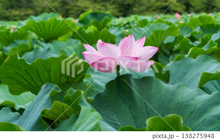 上野、不忍池のピンクのハスの花 上野、不忍池のピンクのハスの花 138275948