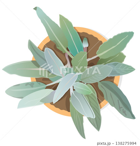 上から見たシンプルな葉っぱのイラスト　ベクター　植木鉢　フラットレイ　白背景　透明　切り取り　植物 138275994