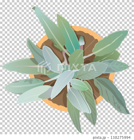 上から見たシンプルな葉っぱのイラスト　ベクター　植木鉢　フラットレイ　白背景　透明　切り取り　植物 138275994