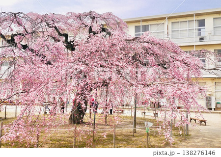 満開の枝垂れ桜 138276146