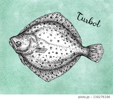 Turbot flatfish ink sketch.  138276186