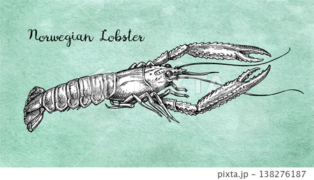 Norwegian lobster ink sketch.  138276187