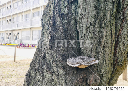 枝垂れ桜の幹に生えた大きな猿の腰掛け 枝垂れ桜の幹に生えた大きな猿の腰掛け 138276632