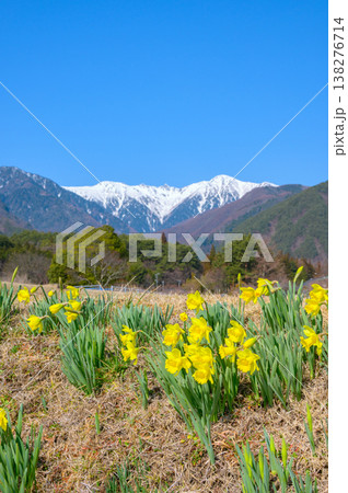 光前寺通りの水仙と中央アルプス【駒ヶ根市】 138276714