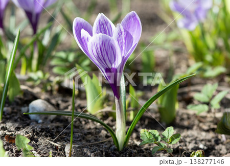 Purple Crocus in Spring Garden Highlighting Natural Freshness 138277146